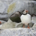 puffin_atlantic_msi_h_0133_can0133.jpg
